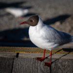 2021自产拍在线观看视频 2b2py01iqc