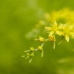 探索罗马尼亚的玉米种植与文化传统 apre25